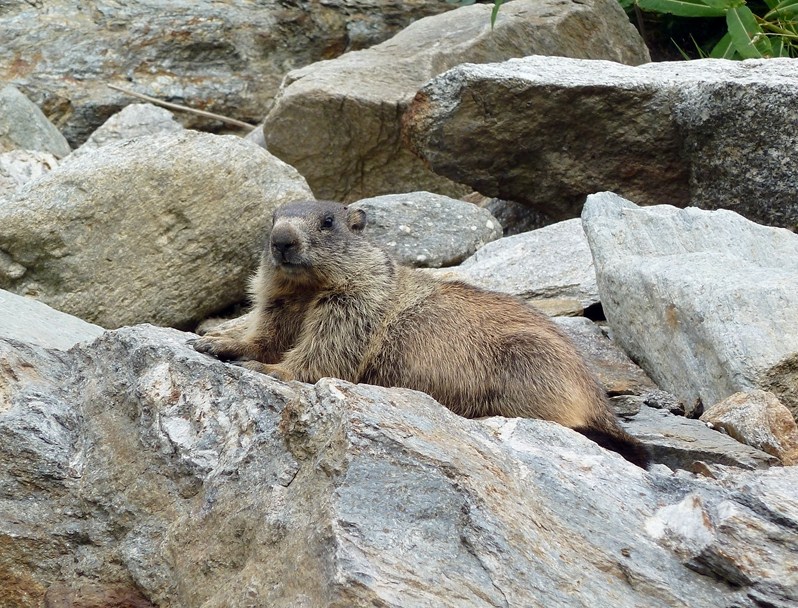 Marmotte della Val Tartano (SO)